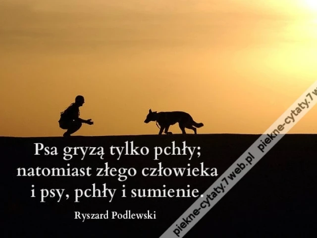Psa gryzą tylko pchły; natomiast ...