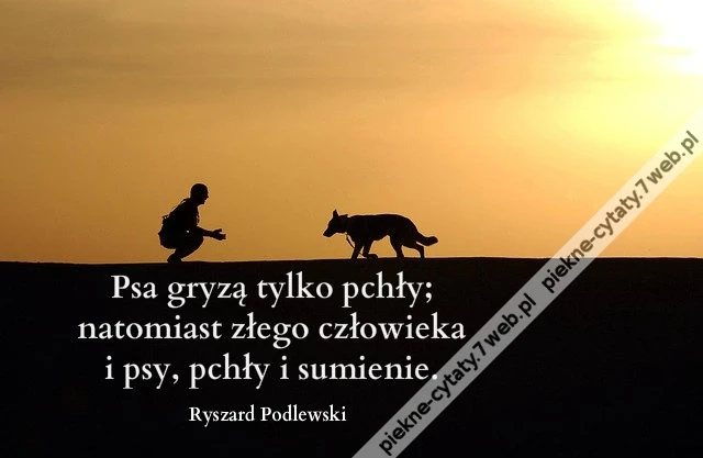 Psa gryzą tylko pchły; natomiast ...