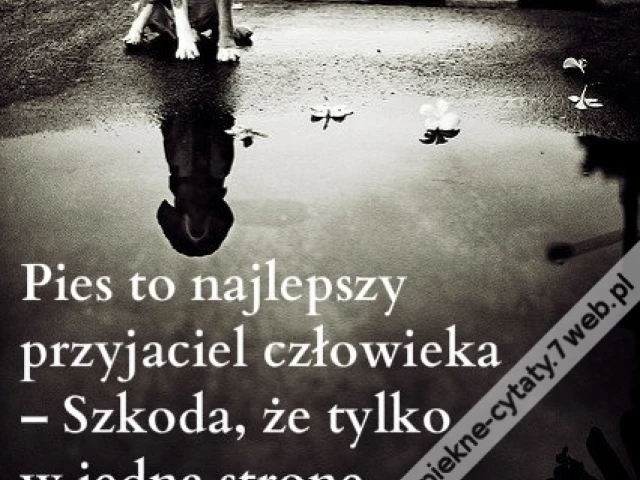Pies to najlepszy ...