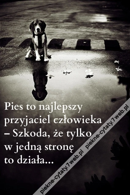 Pies to najlepszy ...