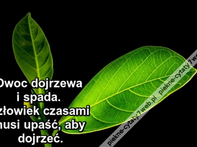 Owoc dojrzewa i spada. Człowiek czasami musi upaść, aby dojrzeć.