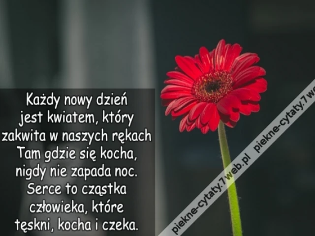 Każdy nowy dzień jest kwiatem, który zakwita w naszych rękach Tam gdzie się kocha, nigdy nie zapada noc. Serce to cząstka człowieka, Które tęskni, kocha i czeka.