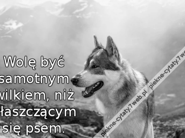 Wolę być samotnym wilkiem, niż płaszczącym się psem.