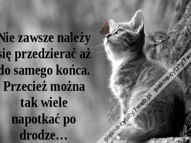 Nie zawsze należy się przedzierać aż do samego końca. Przecież można tak wiele napotkać po drodze…