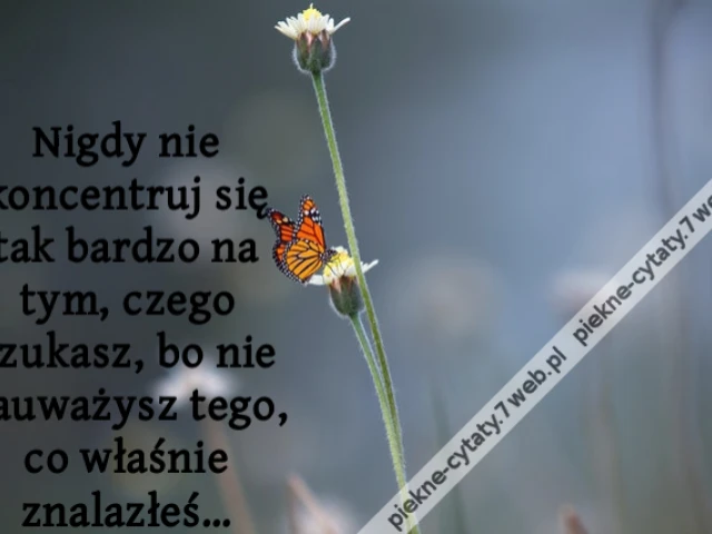Nigdy nie koncentruj się tak bardzo na tym, czego szukasz, bo nie zauważysz tego, co właśnie znalazłeś…