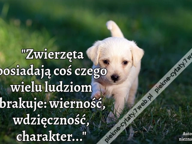 Zwierzęta posiadają coś czego wielu ludziom brakuje: wierność, wdzięczność, charakter...