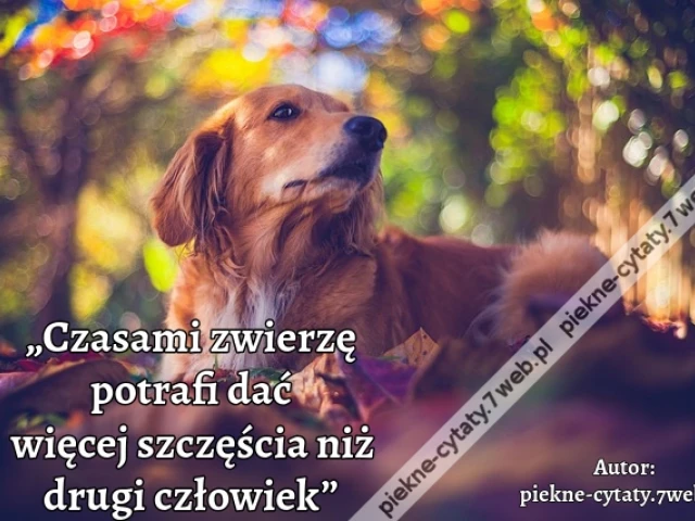 „Czasami zwierzę potrafi dać więcej szczęścia niż drugi człowiek”i