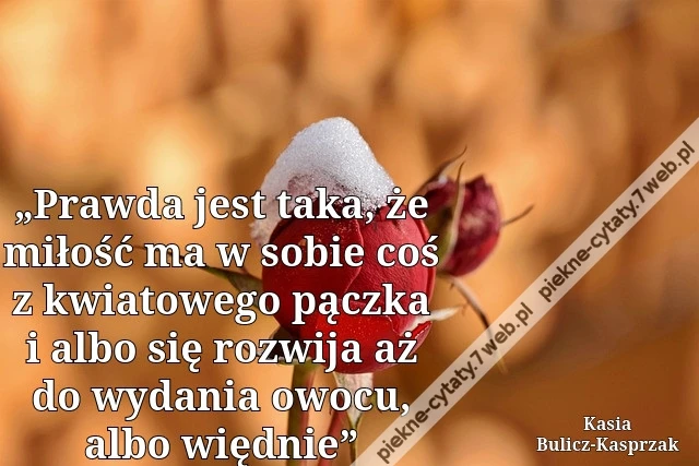 „Prawda jest taka, że miłość ma w sobie coś z kwiatowego pączka i albo się rozwija aż do wydania owocu, albo więdnie”